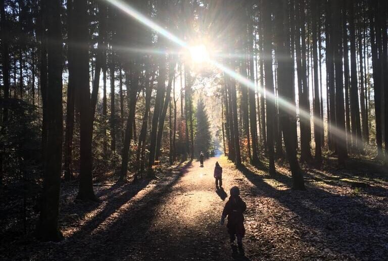 Wald im Gegenlicht