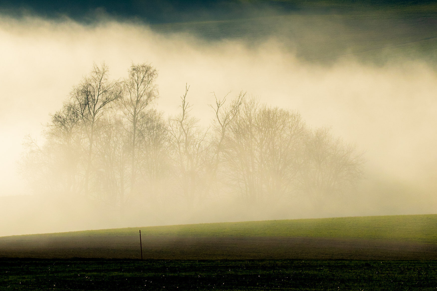 Baumgruppe im Nebel